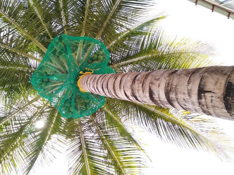 Coconut Tree Safety Nets in Bangalore